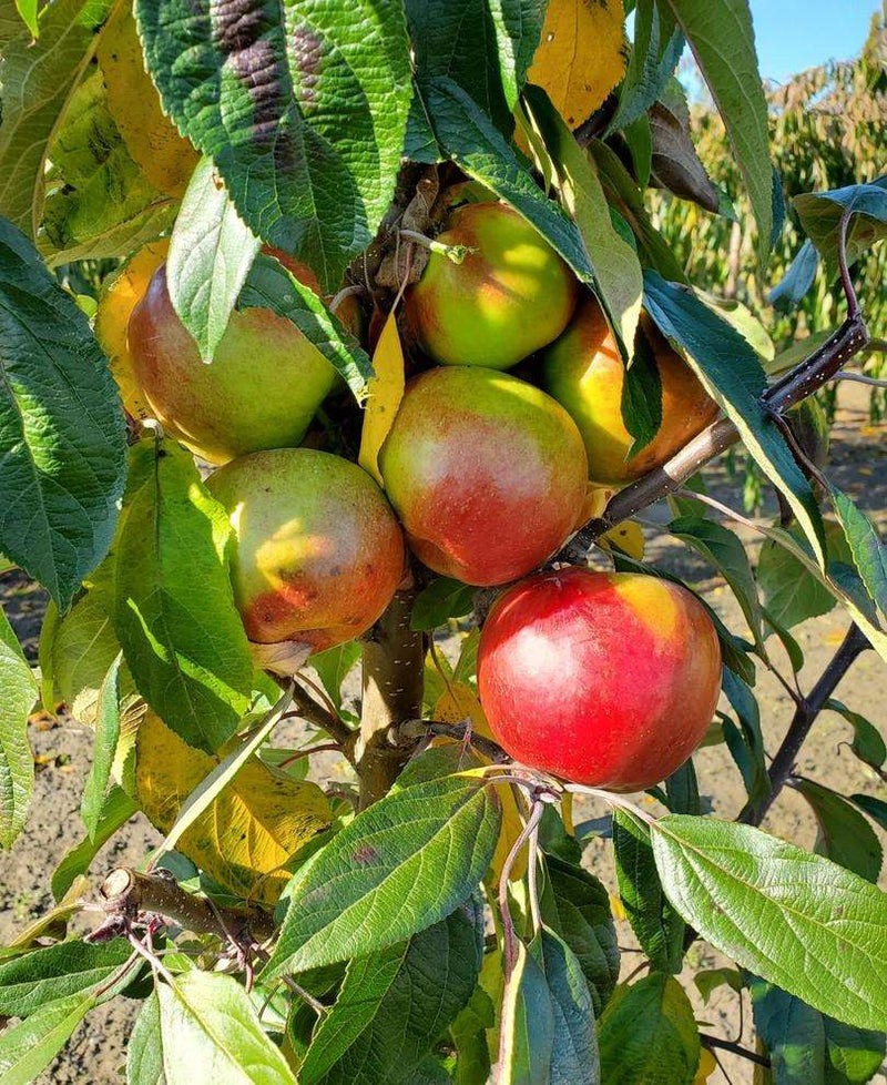 Blushing Delight Dwarf Apple