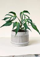 Burle Marx Flame Monstera