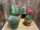 Assorted Cactus