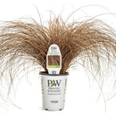 Proven Winner Graceful Grasses - 4"