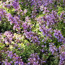 Catmint Nepeta - Assorted Varieties