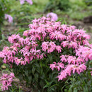 Bee Balm - Assorted Varieties