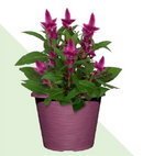 8" Mojave Celosia Fall Planter