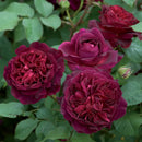 Munstead Wood Rose