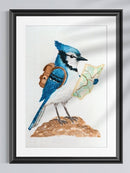 Backpacking Blue Jay Print