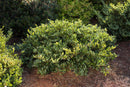 Swing Low Distylium (DISTYLIUM SWING LOW) - 3 gallon