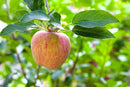 Gravenstein Apple Tree
