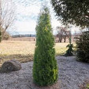 Shandishii Plicata Leprechaun Arborvitae