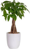 5" Braided Money Tree