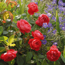 Benjamin Britten Rose