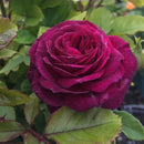 Ebb Tide™ Floribunda Rose (Rosa 'Ebb Tide') - 3 gallon