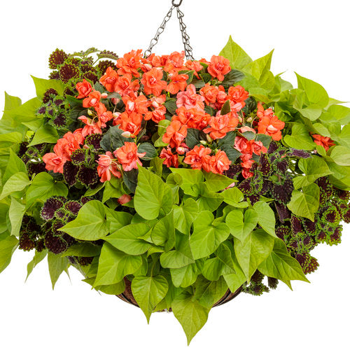 10" Proven Winners Eclipse of the Sun Combo Hanging Baskets