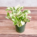 Pothos Pearls & Jade