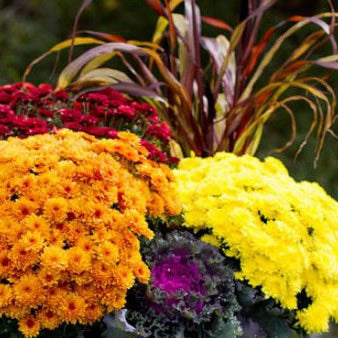 Fall Basket Planter Workshop September 23, 2023 1 PM