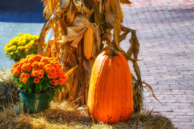 Fall Doorstop Harvest Kit