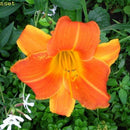 Daylilies