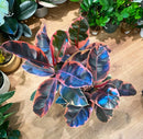 Ficus Elastica