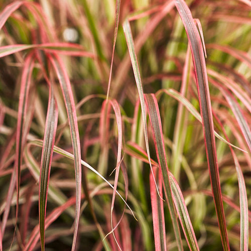 Proven Winners Graceful Grasses Fireworks Variegated Fountain Grass