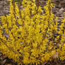 Forsythia Show Off Sugar Baby