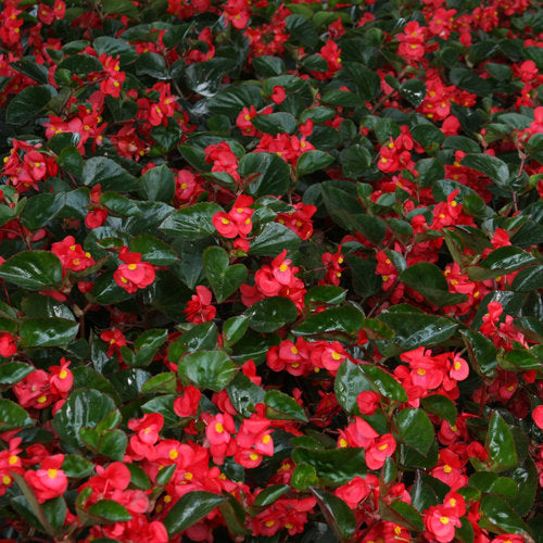 Sunfire Red Begonia - 4" Annual