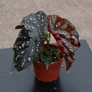 4" Rex Begonia Crackling Rosie