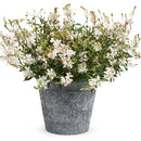 Stratosphere White Butterfly Flower - 4" Annual