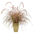 Proven Winner Graceful Grasses - 6"