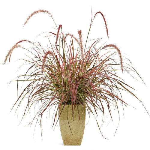 Proven Winner Graceful Grasses - 6"