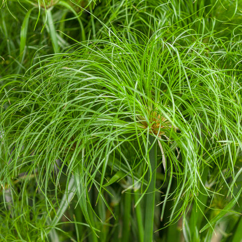 Prince Tut Cyperus