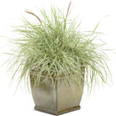 Proven Winner Graceful Grasses - 4"