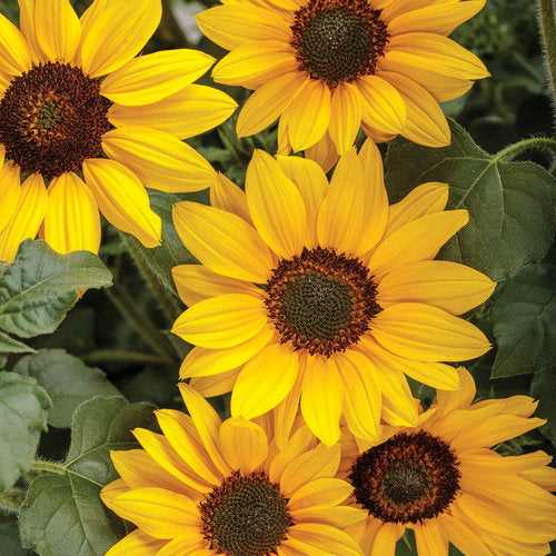 Suncredible Yellow - 6" Annual