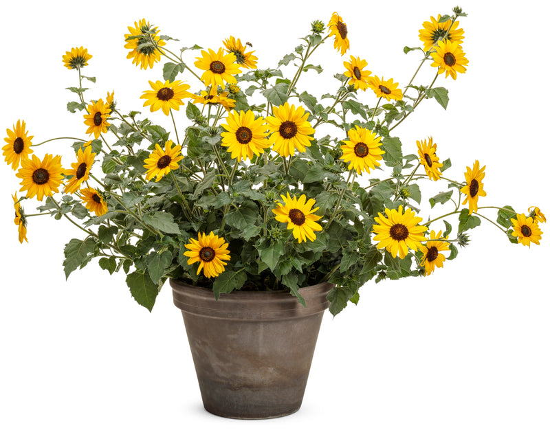 Suncredible Yellow - 6" Annual