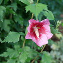 Rose of Sharon Hibiscus Shrub