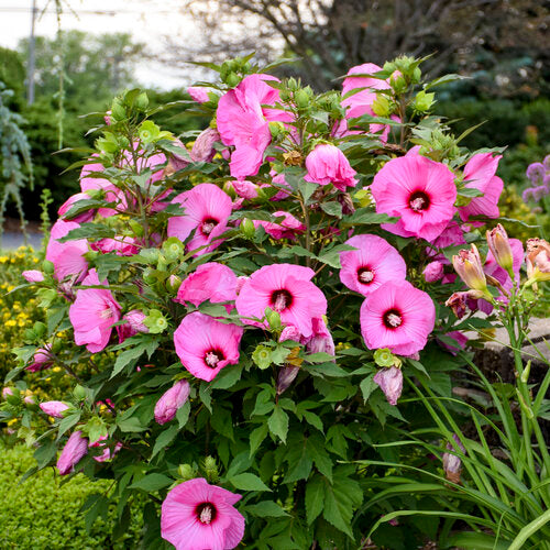 Rose Mallow Hibiscus