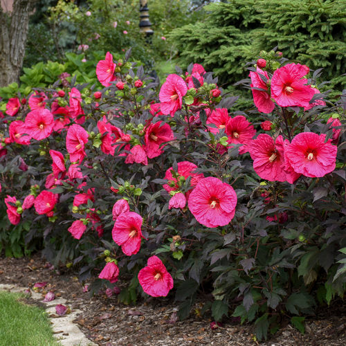 Rose Mallow Hibiscus