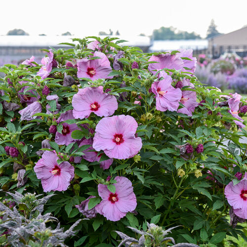 Rose Mallow Hibiscus