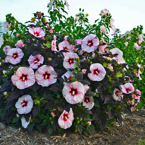 Rose Mallow Hibiscus