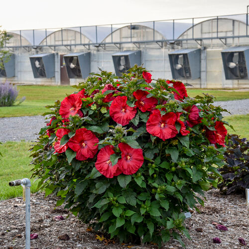 Rose Mallow Hibiscus