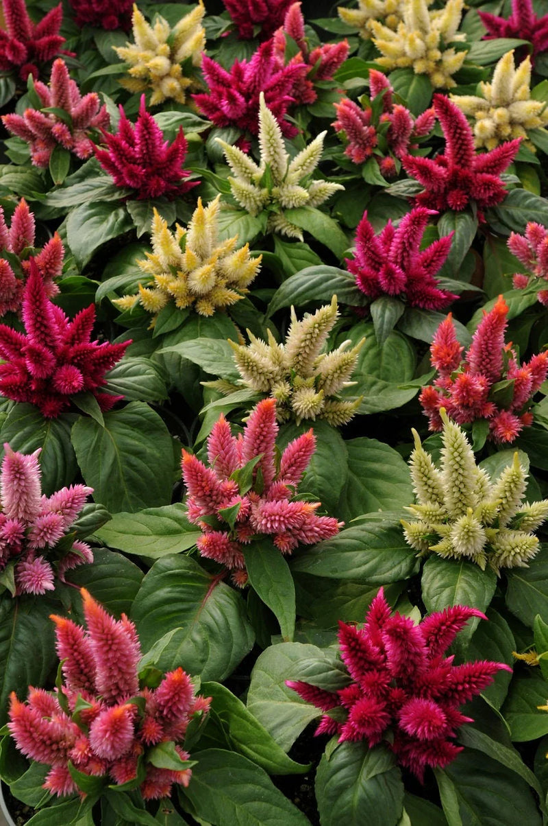 4" Fall Annuals