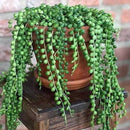 5" Hanging String of Pearls