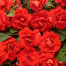 Rockapulco Double Impatiens - 4"  Annual