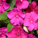 Violet Shade Impatiens - 4" Annual