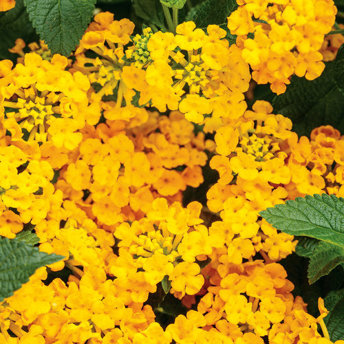 Proven Winners Luscious Goldengate Lantana