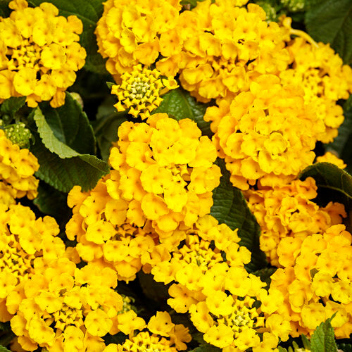 Proven Winners Luscious Royale Lemon Tart Lantana