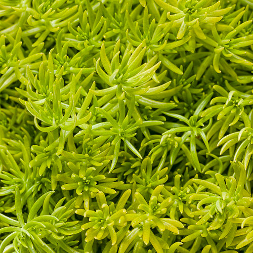 Proven Winners Lemon Coral Sedum - 4" Annual