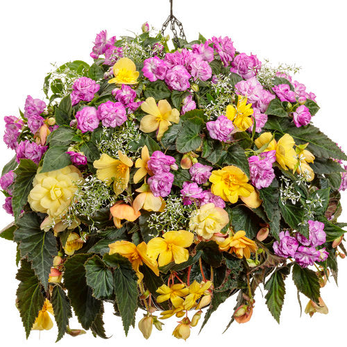 10" Proven Winners Lemons & Gumdrops Hanging Basket