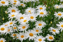 (Leucanthemum x 'S Dream Big') - 1 gallon