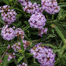 Verbena - 4" Annual