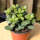 5" Jade
