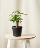 5" Mini Braid Money Tree